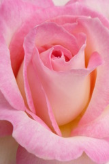 薔薇 006