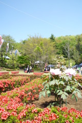 ぼたん園