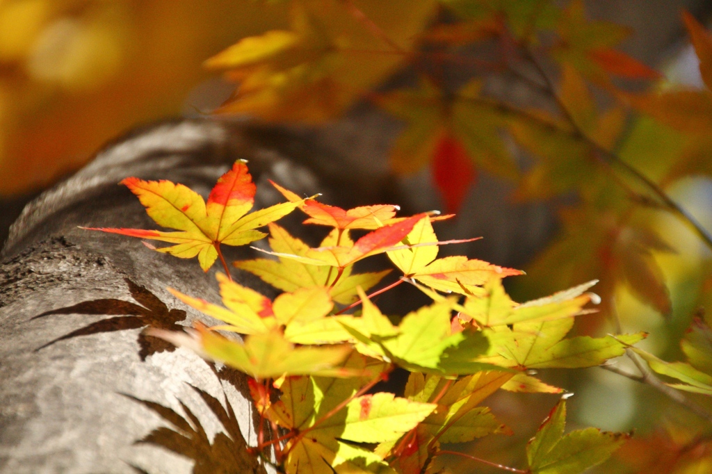 ほんのり紅差して