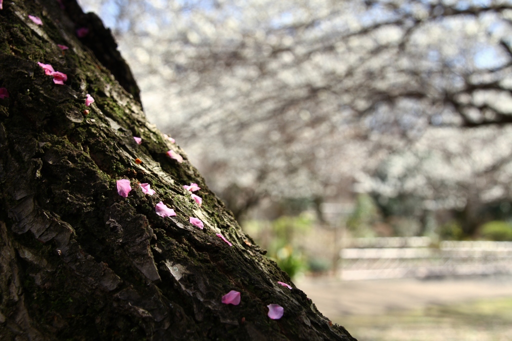 梅　白い風　紅い風　③