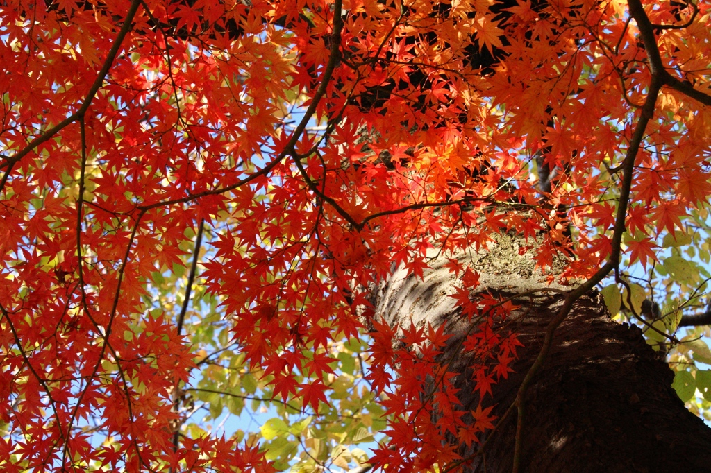 鮮紅を纏いて