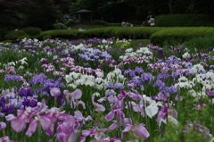 梅雨の草花は美しい　　⑯