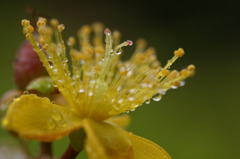 梅雨の草花は美しい　①