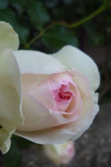 薔薇　5月17日 004