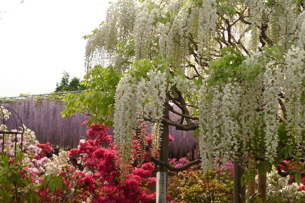 足利フラワーパーク 　藤　　花