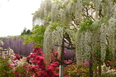 足利フラワーパーク 　藤　　花