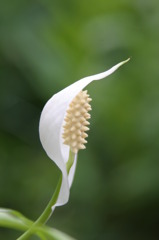 綿帽子