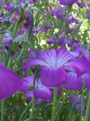 5.28 　津久井湖　　花の苑地
