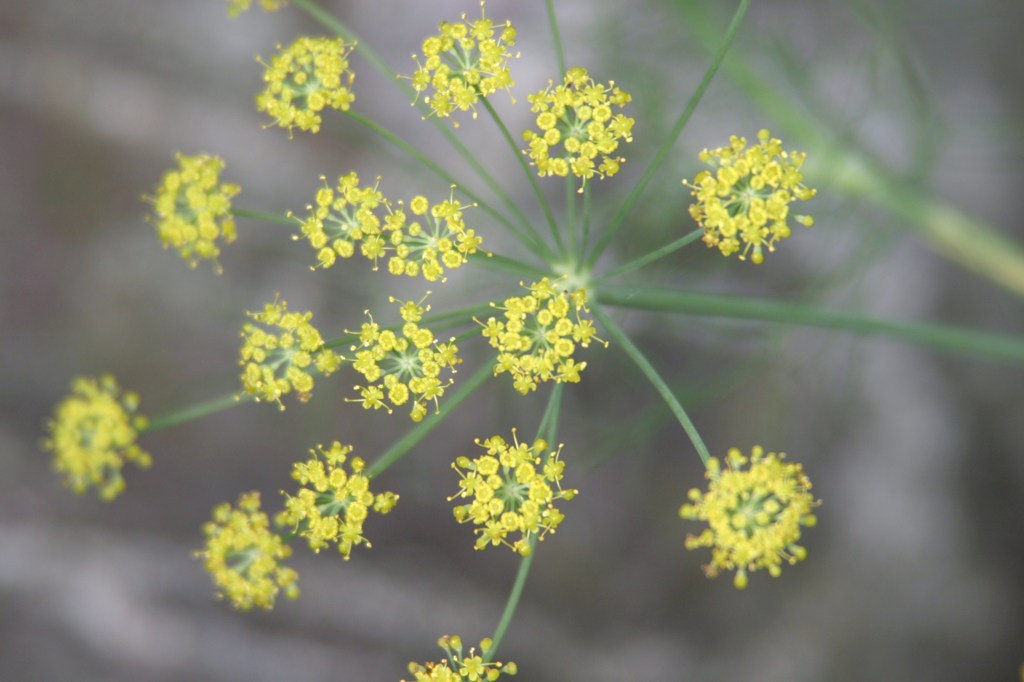 挫折の花