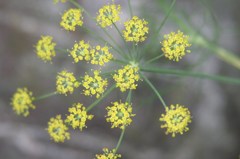 挫折の花