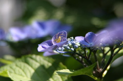 6.21紫陽花