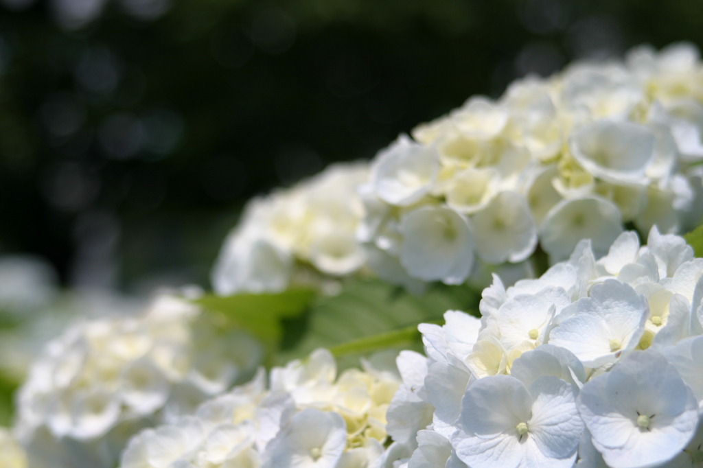 紫陽花　どっちがいいですか？