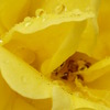 5.23 薔薇の涙