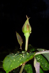 夜の薔薇