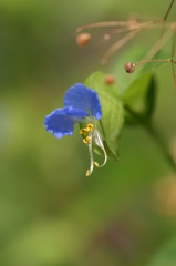 露草