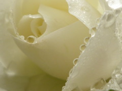 5.20 snow white 　コンデジ