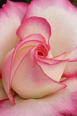 薔薇 009