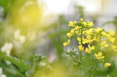 菜の花ときぬさや
