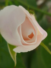 薔薇