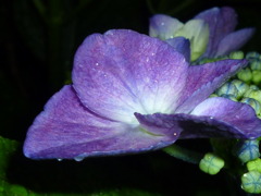 6.8 紫陽花　コンデジ 010