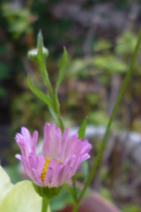 庭の花