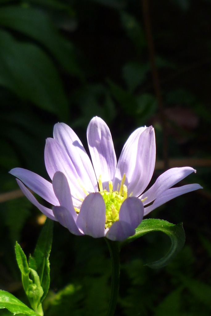 5月2日　庭の花 　庭の片隅でスッポトライト浴びて