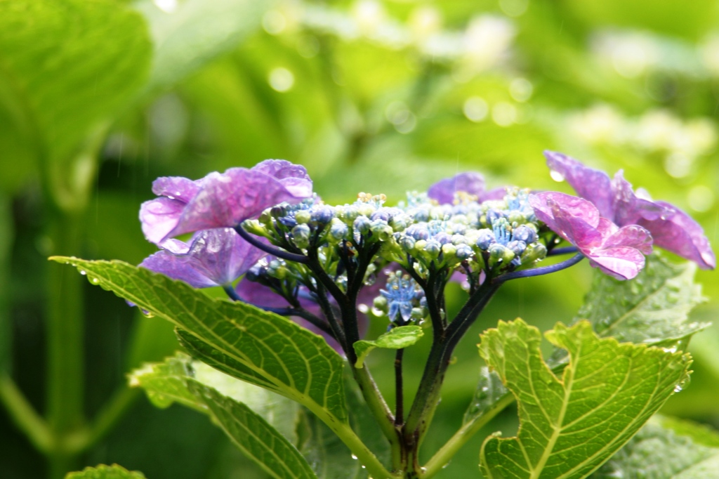 6.14 紫陽花