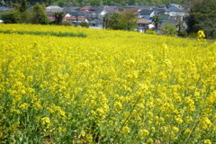 菜の花