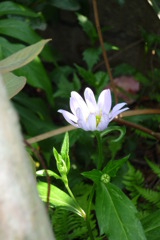 庭の花　ミヤコワスレ