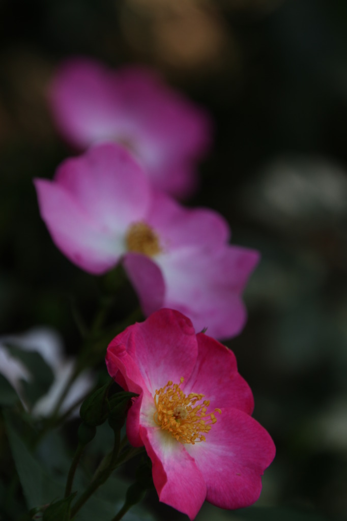 初夏への導き　薔薇