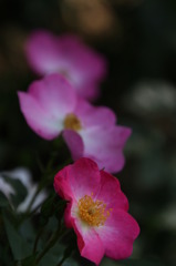 初夏への導き　薔薇
