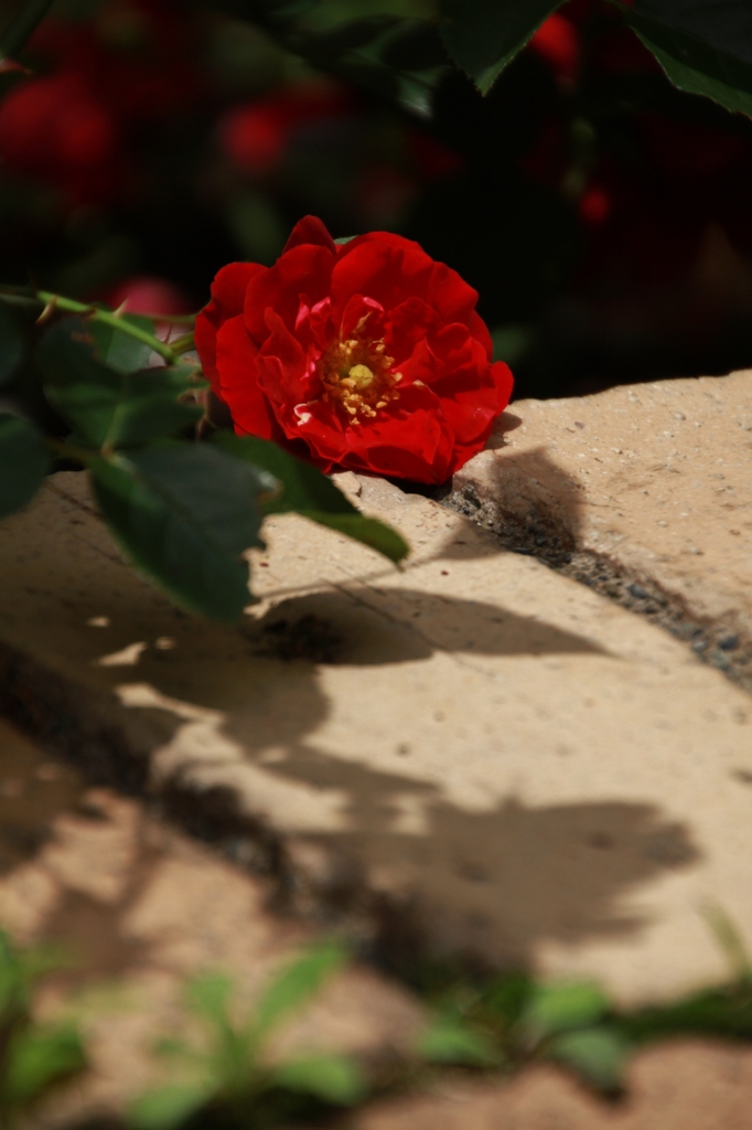 初夏への導き　薔薇