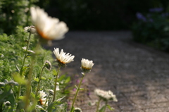 庭の花　①