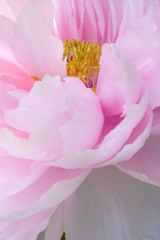 牡丹　玉芙蓉