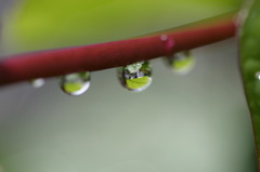 雨上がりの庭で　雫