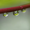 雨上がりの庭で　雫