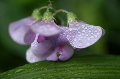 梅雨の草花は美しい　　⑰