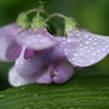 梅雨の草花は美しい　　⑰