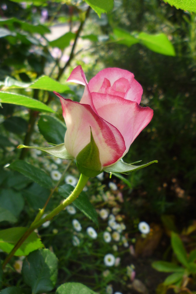薔薇