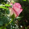 薔薇