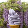 足利フラワーパーク 　藤ソフトクリーム