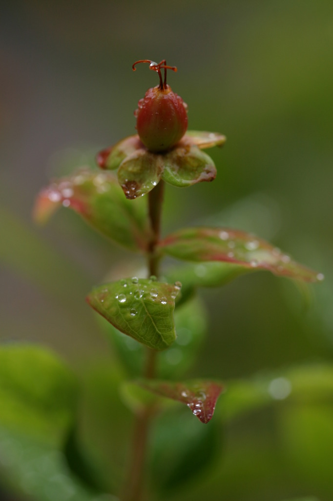 梅雨の草花は美しい　②