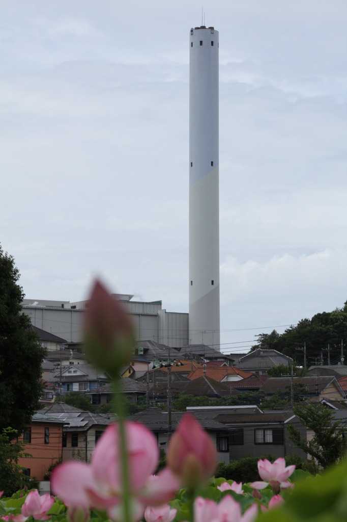 蓮とマイ煙突