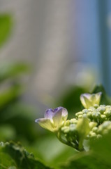 6.3 庭の紫陽花　