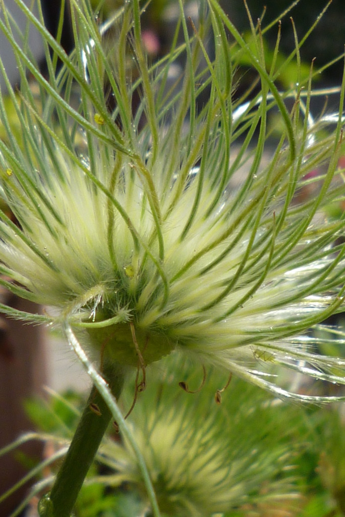オキナソウの花のあと