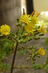 花　裏庭
