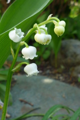 5月2日　庭の花 　すずらん
