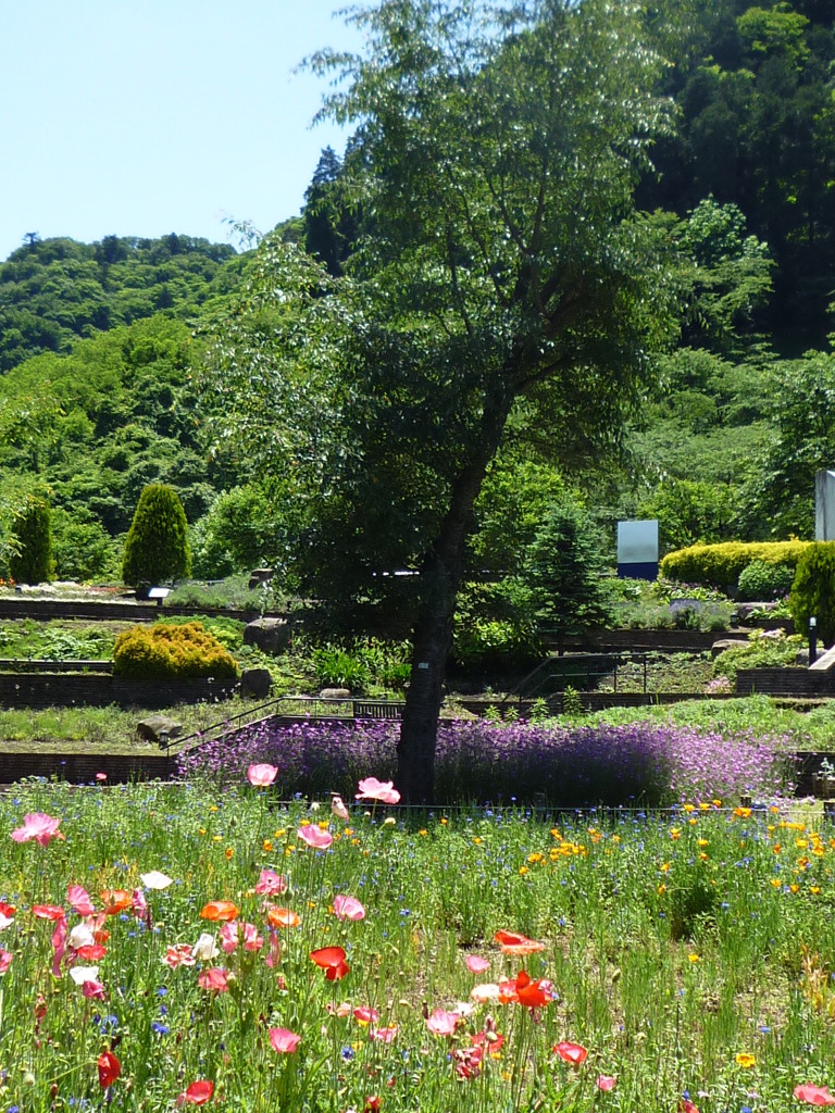 5.28 　津久井湖　　花の苑地