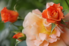 初夏への導き　薔薇
