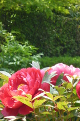 芳紀
